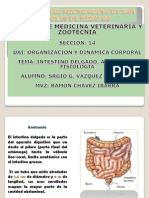 intestino delgado, anatomia y fisiologia.pptx