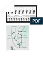 Anatomía Endodóntica.docx