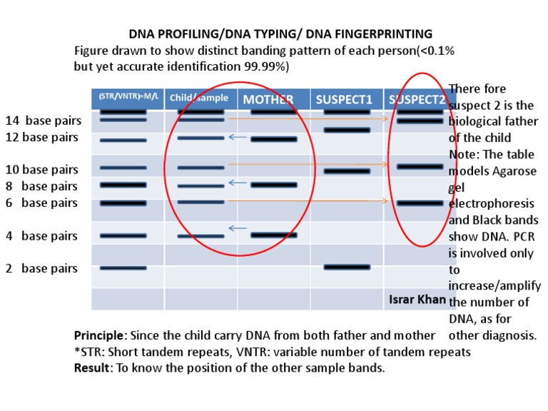 DNA Profiling Results: Paternity Test | PDF | Wellness