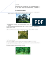 Clasificación de plantas por tamaño y reproducción