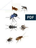 insecte daunatoare