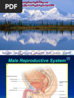 Download Male reproductive system by Azza SN15014516 doc pdf