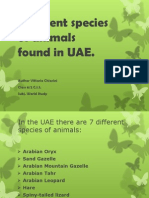 Different Species in Uae Vittorio