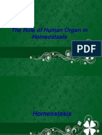 The Role of Human Organ in Homeostasis