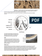 Hoof Anatomy