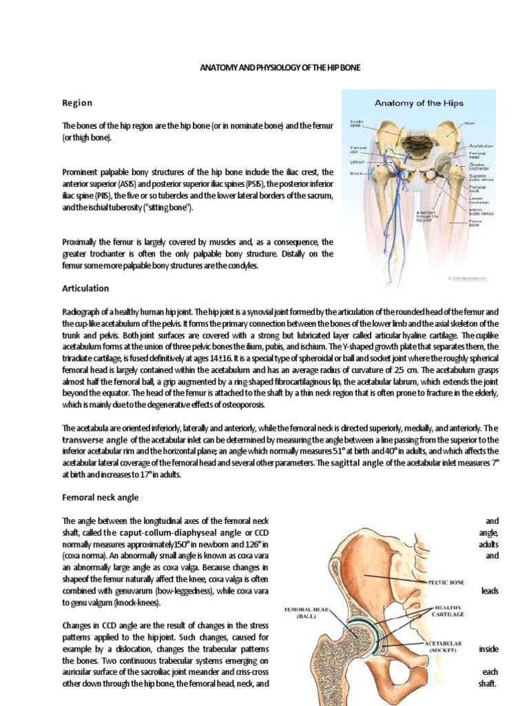 Anatomy and Physiology of the Hip Joint | PDF | Hip | Joints