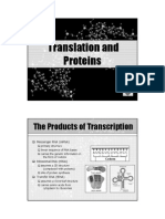 Translation and Proteins: The Products of Transcription