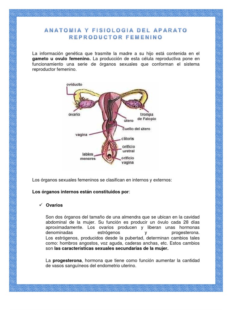 Anatomia Y Fisiologia Del Aparato Reproductor Femenino Útero