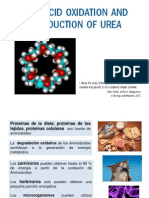 Oxidacion Aa y Urea