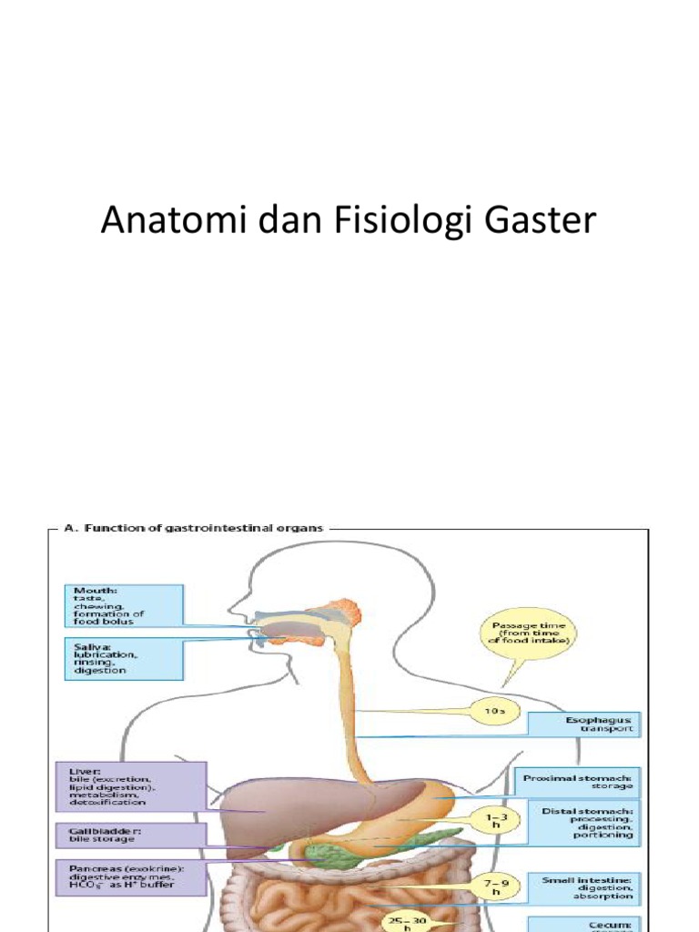 Anatomi dan Fisiologi Gaster | PDF
