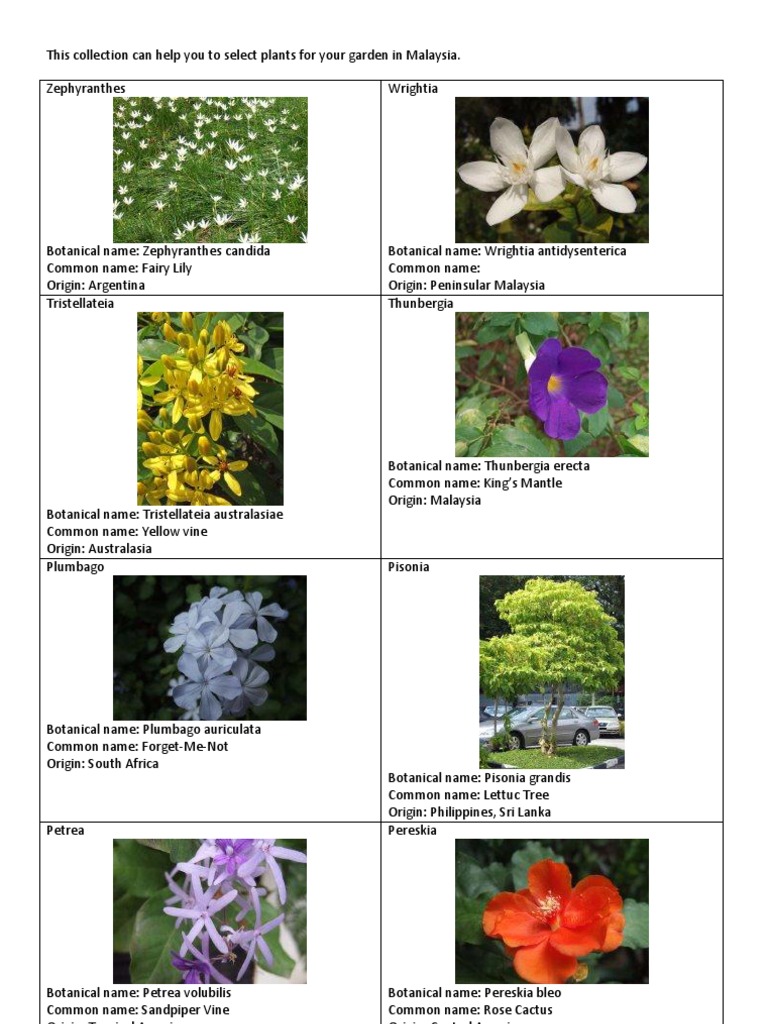 Tropical Plants List | PDF | Landscape | Landscape Architecture