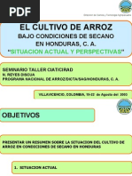 Cultivo de Arroz