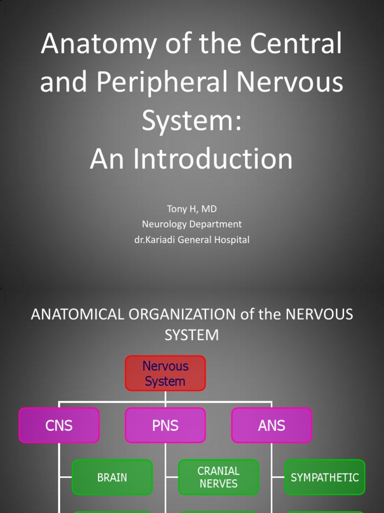 Anatomy of CNS and PNS Overview | PDF | Spinal Cord | Central Nervous ...