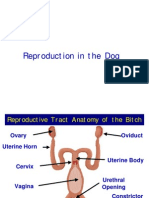 Dog Reproductive Anatomy and Physiology