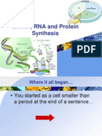 DNA, RNA and Protein Synthesis