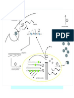 Life Cycle Poliovirus