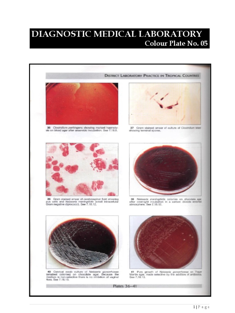 Diagnostic Medical Laboratory Overview | PDF