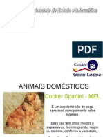 Animais Domésticos