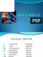 Trigeminal Nerve