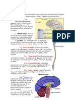 Sistema Nervioso