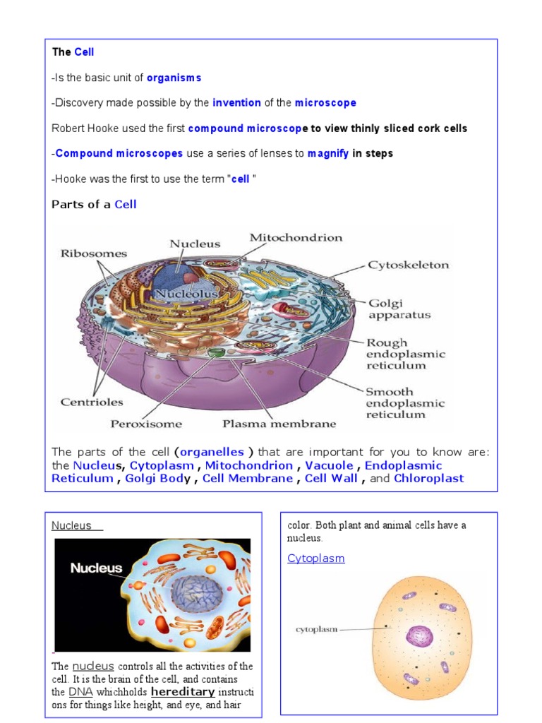 Cell | PDF | Cytoplasm | Cell (Biology)