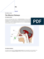 The Olfactory Pathways