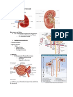 Anatomía y funciones renales