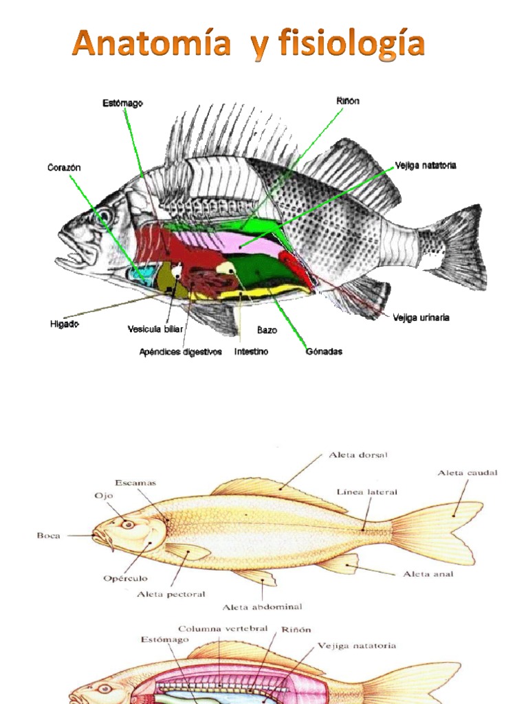 Anatomia Pez | PDF | Pescado | Digestión, image size:768x1024