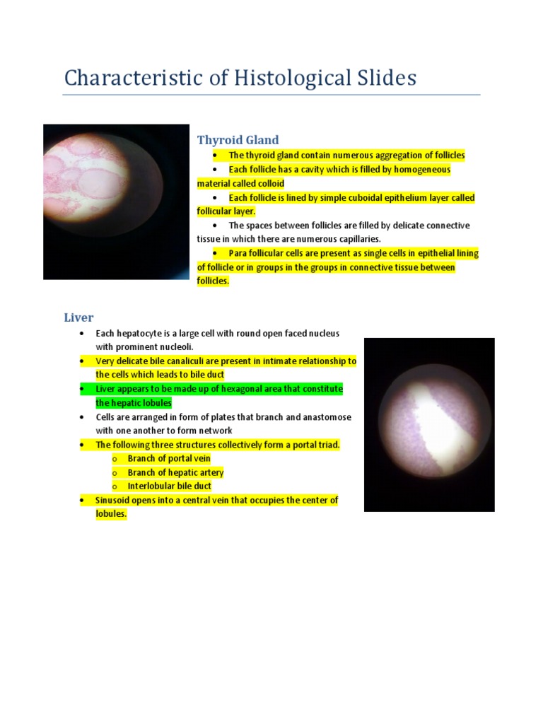 Characteristics of Histology Slides | PDF | Epithelium | Lymph Node