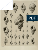 I molluschi dei terreni terziari del Piemonte e della Liguria; L. Bellardi, 1872 - PARTE 1 - Paleontologia Malacologia - Conchiglie Fossili del Pliocene e Pleistocene