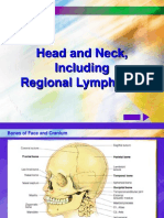 Head & Neck A&p