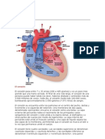 EL CORAZON.docx