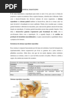 Estrutura das Gônadas Masculinas e Femininas | PDF | Reprodução sexual ...