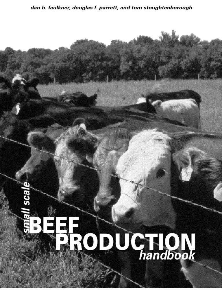 Heifer vs cow picture