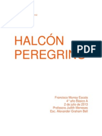 Halcón peregrino