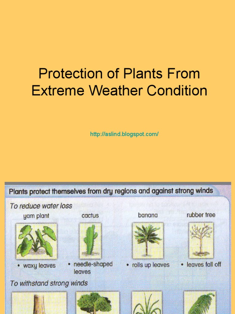 Protecting Plants from Extreme Weather | PDF