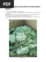 Cum Se Prepara Maceratul de Urzica Pentru Plante