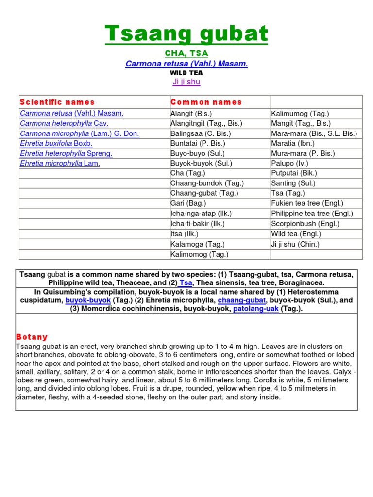 Quita Maldicion, Fresh Cuttings, 6 Pieces, 12” Long – Wild Island Trading Co, image size:768x1024