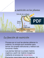 Nutrición en plantas