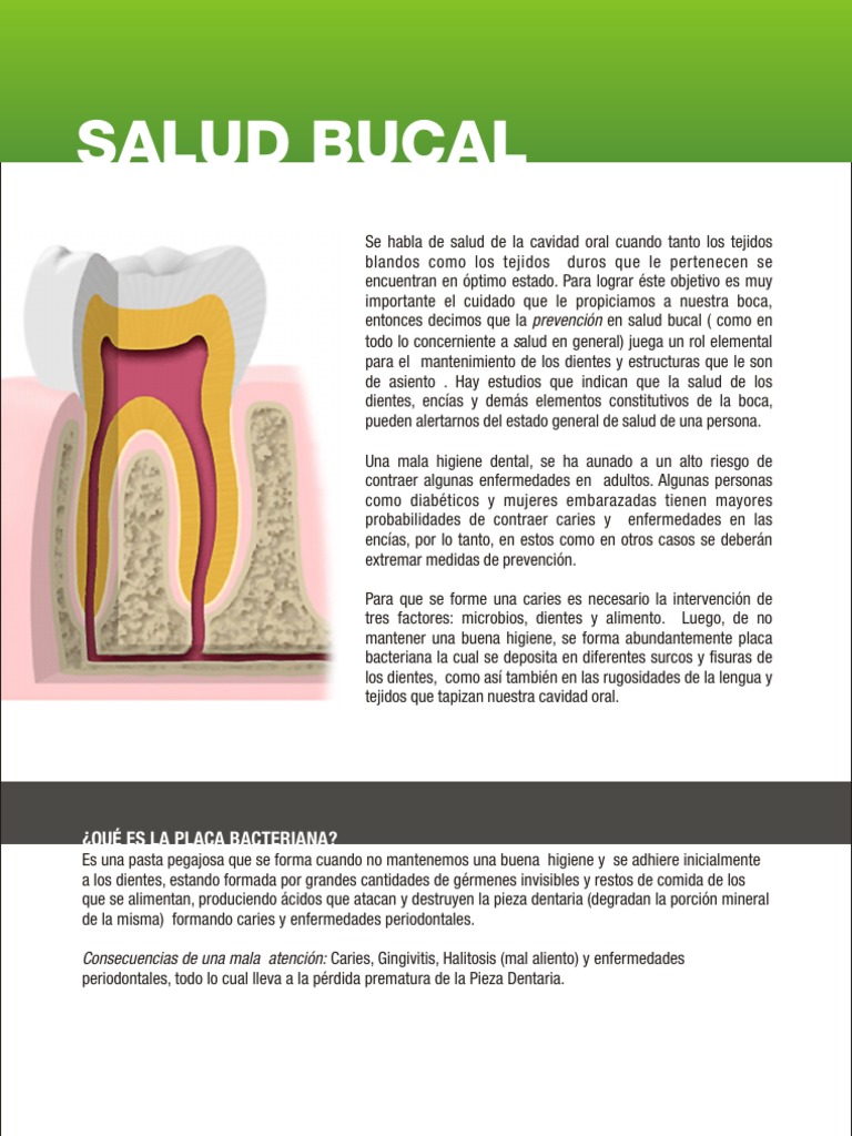 Salud Bu Cal Diente Humano Odontología