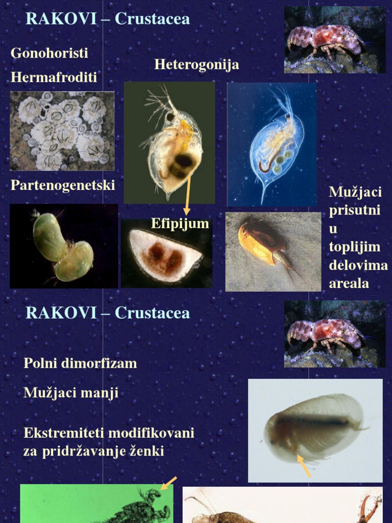 03 Reprodukcija Rakova | PDF