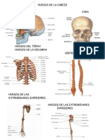 Organizacion Del Esqueleto