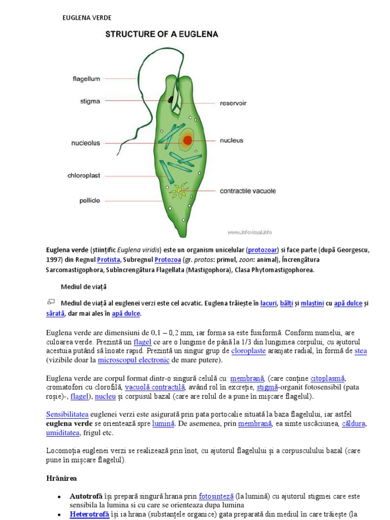 Euglena Verde | PDF