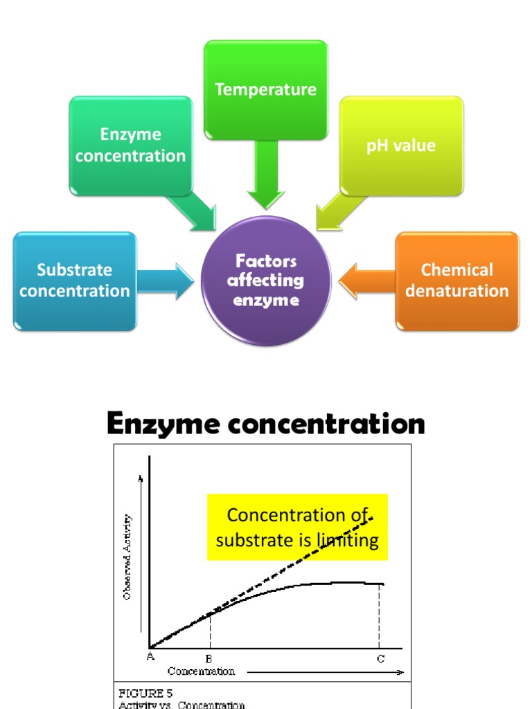 Factor Affecting Enzyme Active Site Enzyme