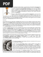 Download Bacteriophage Definition Parts and Function by Marinela Avenir SN152052682 doc pdf