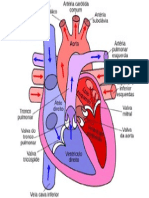 Imagens Do Sistema Cardiovascular