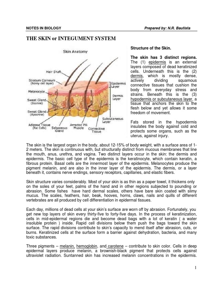 The Skin Integument System | PDF | Skin | Integumentary System