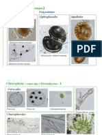 Algas Microscopicas