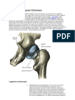 Articulatiile Articulatiile Corpului Omenesc Corpului Omenesc