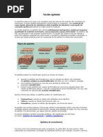 Tecido epitelial